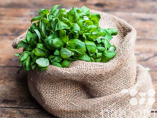 fresh basil dop