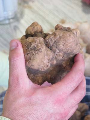 Big white truffle held by a hand