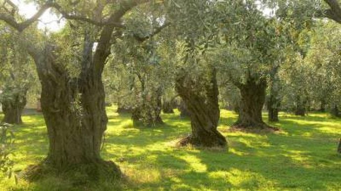 Old olive trees in Tuscany