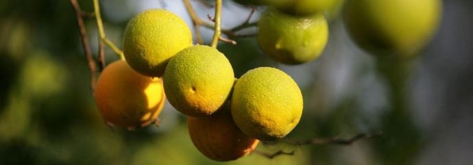 fresh lemons hanging on tree in amalfi