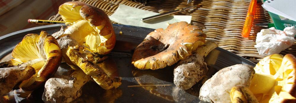 Freshly picked Porcini mushrooms