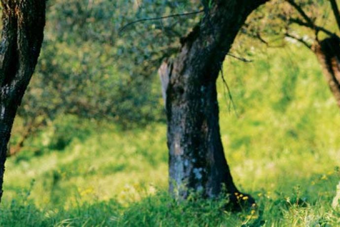 ancient Italian olive trees