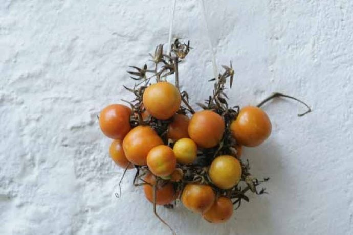 Fresh tomatoes attached to white wall as decorations