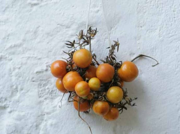 Fresh tomatoes attached to white wall as decorations