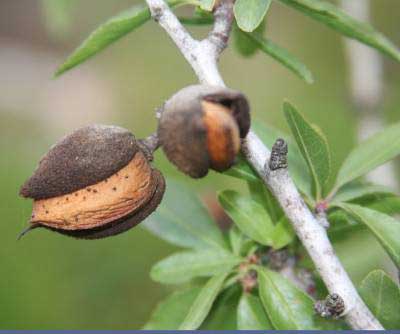Almonds growing on the tree in Sicily