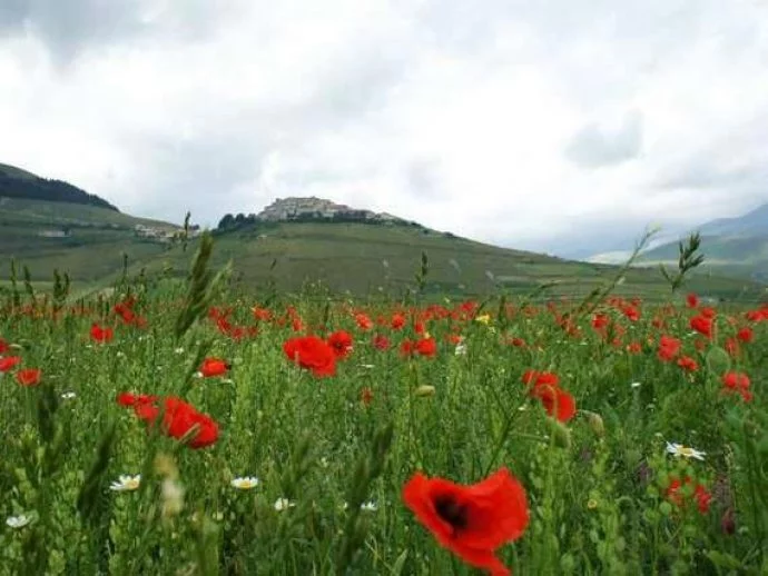 Spring in Sicily with flowers and hills