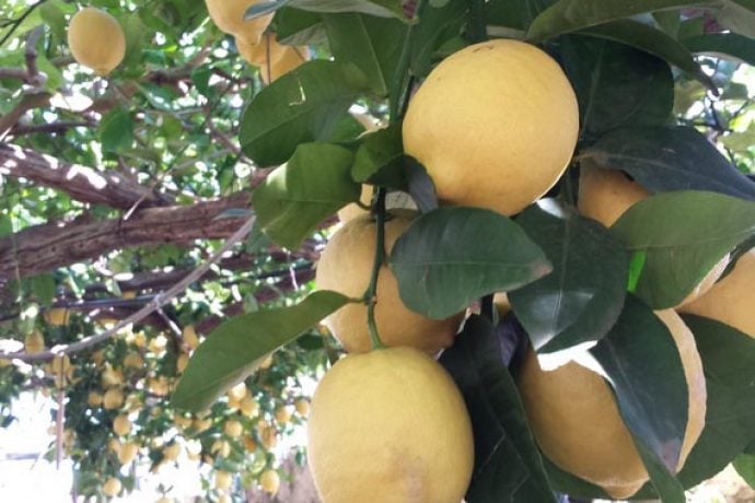 Fresh lemons from Amalfi.