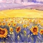 watercolour painting by Michael Gahagan of Tuscan sunflowers fields