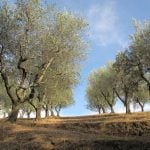 Olive oil trees as the perfect painting scenery