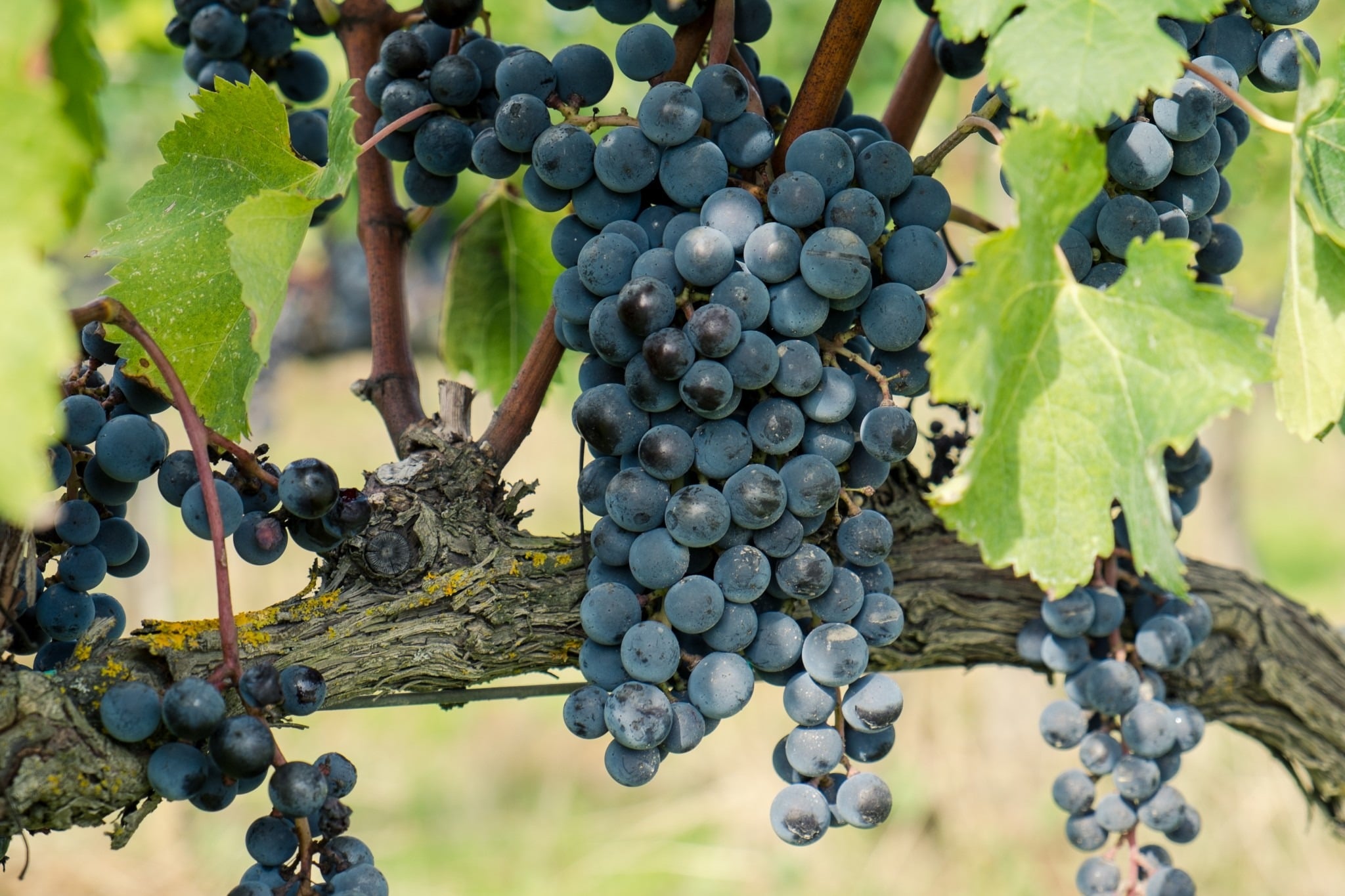 Shows a bunch of black grapes hanging of the vines