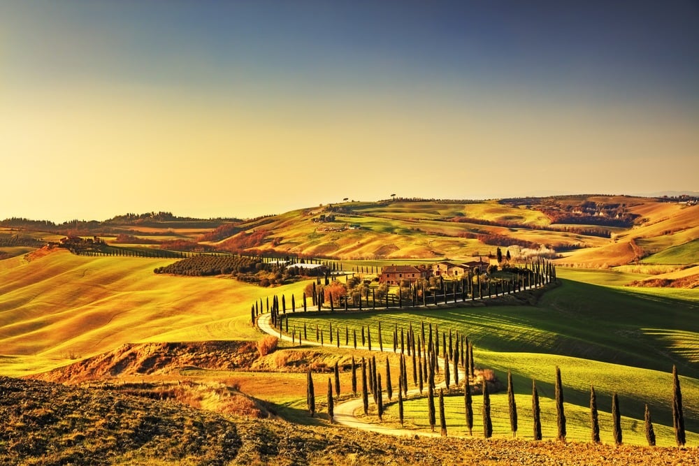 shows rolling hills, winding road, lined by cypress trees