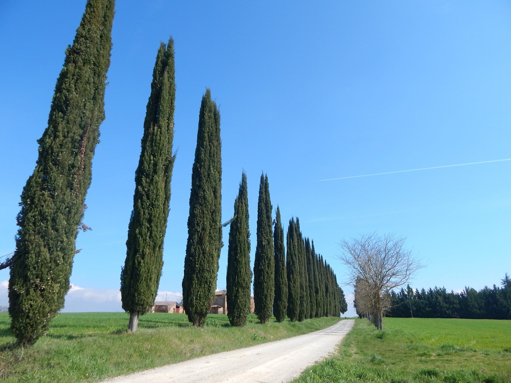 Walking south of Siena on the Via Francigena