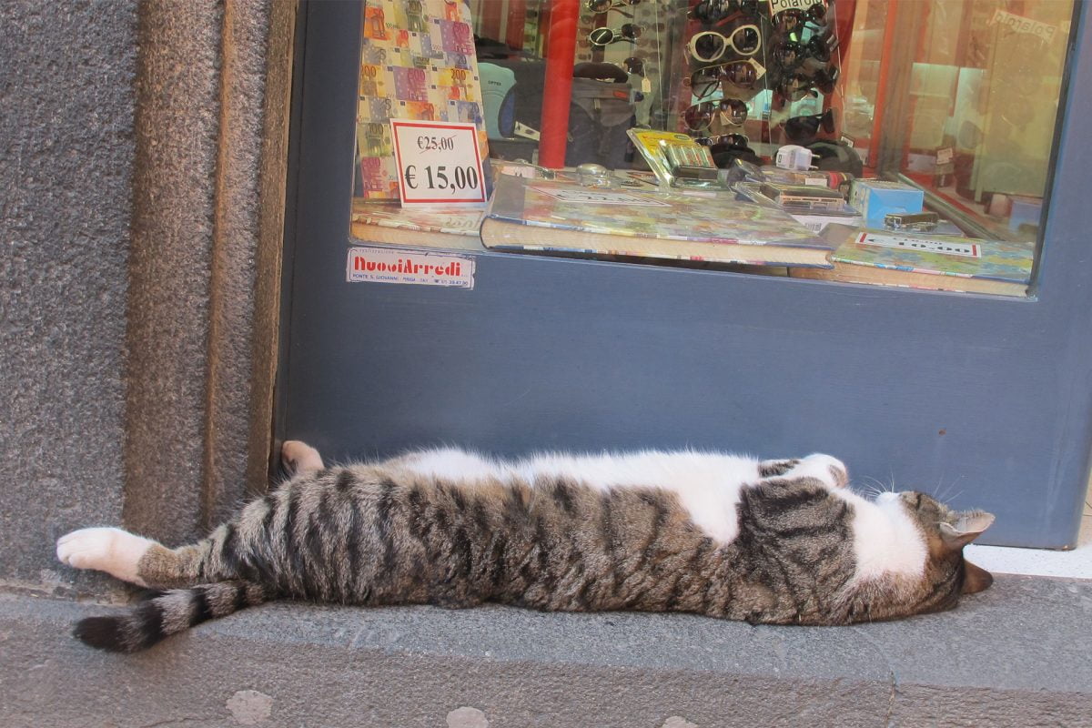 Cat sleeping on its back outside of a shop