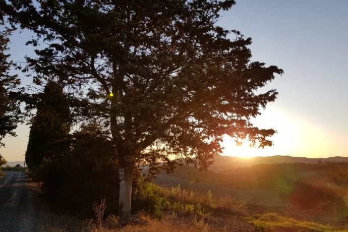 Sun setting behind a valley with a tree in the foreground