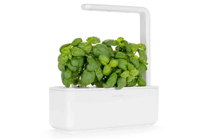 Herbs growing in a white plastic pot