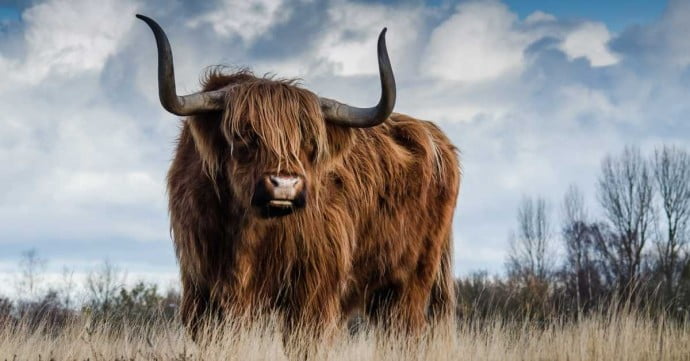 Scottish highland cow