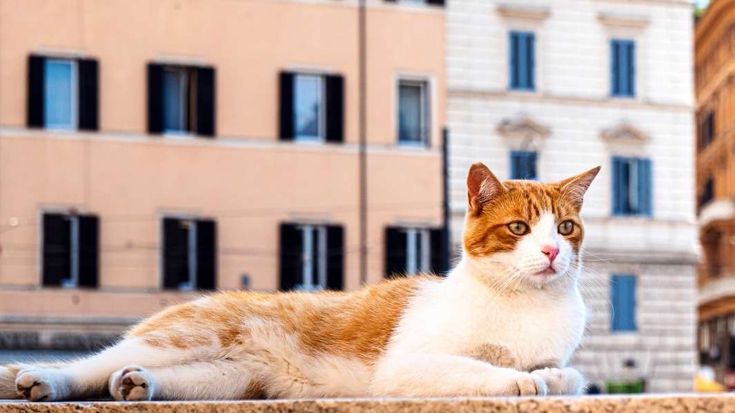 Cat laying happily watching Italian life go by