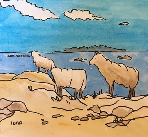 Deirdre Nicholls, Iona sheep