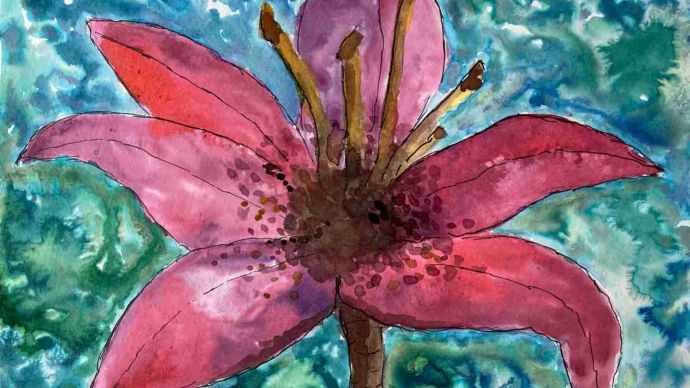 A lily Matthew Toplis