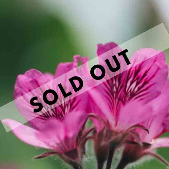 Chelsea Physic Garden Sold Out