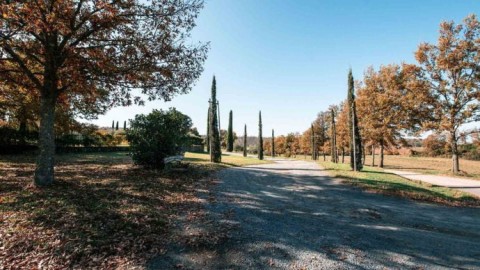 Cypress-Lined Driveway